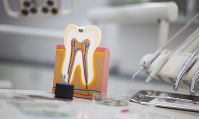 Model of the inside of a tooth